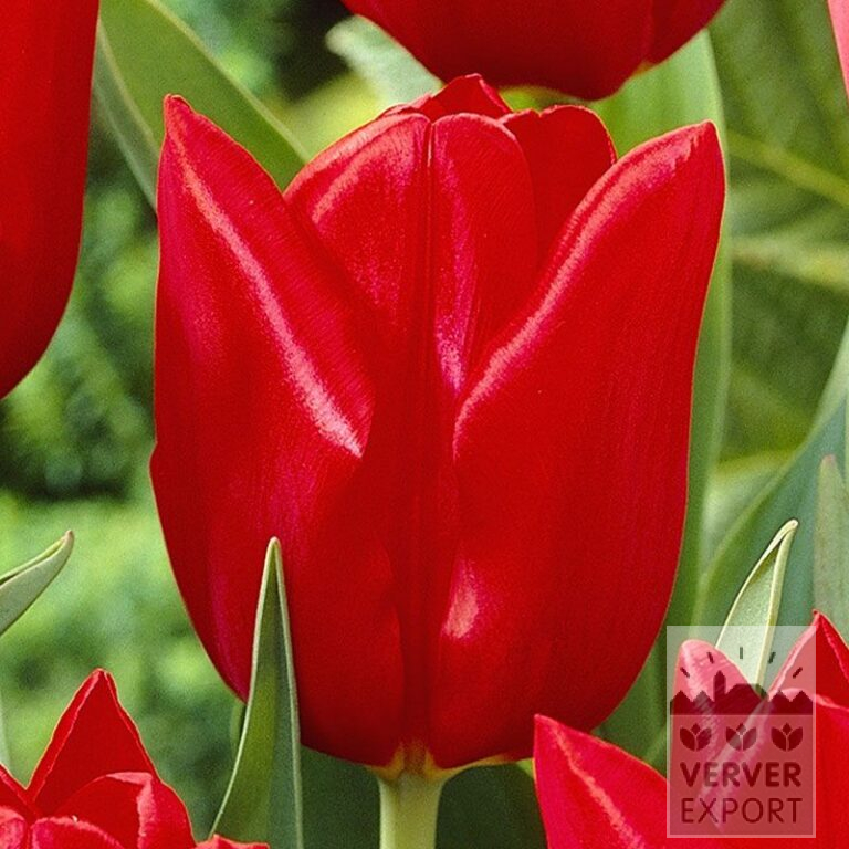 Tulips 'Oscar' (12146)