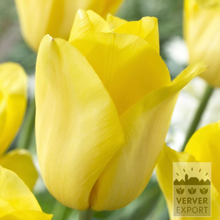 Tulips 'Strong Gold' (12155)