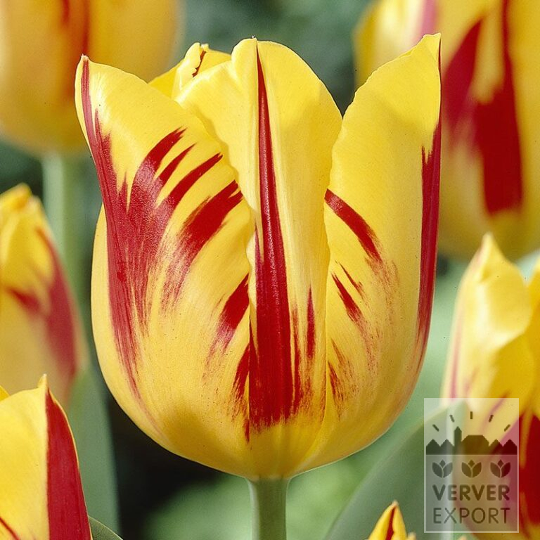 Tulips 'Washington' (12159)