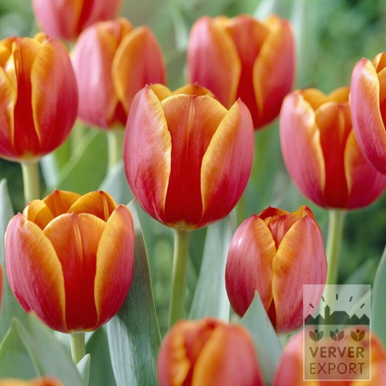 Tulips 'Ad Rem' (12164)