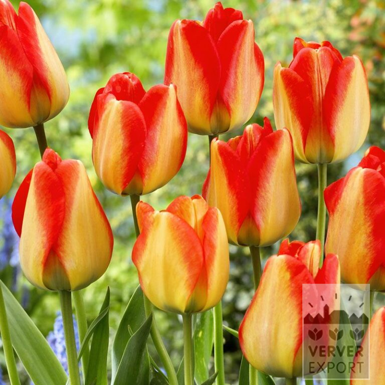 Tulips 'American Dream' (12165)