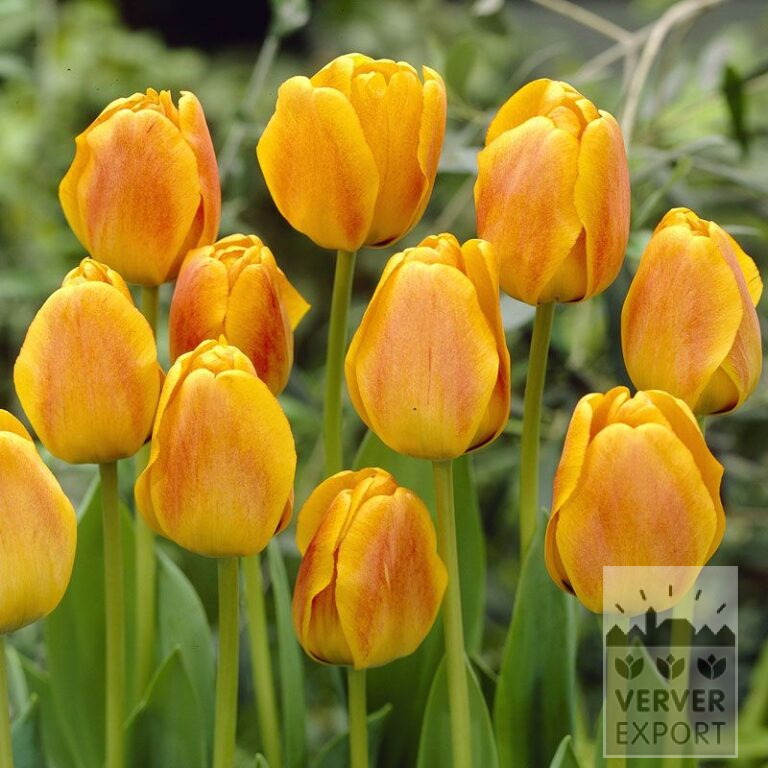 Tulips 'Beauty of Apeldoorn' (12168)
