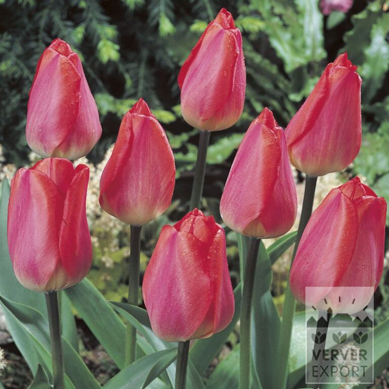 Tulips 'Big Chief' (12169)