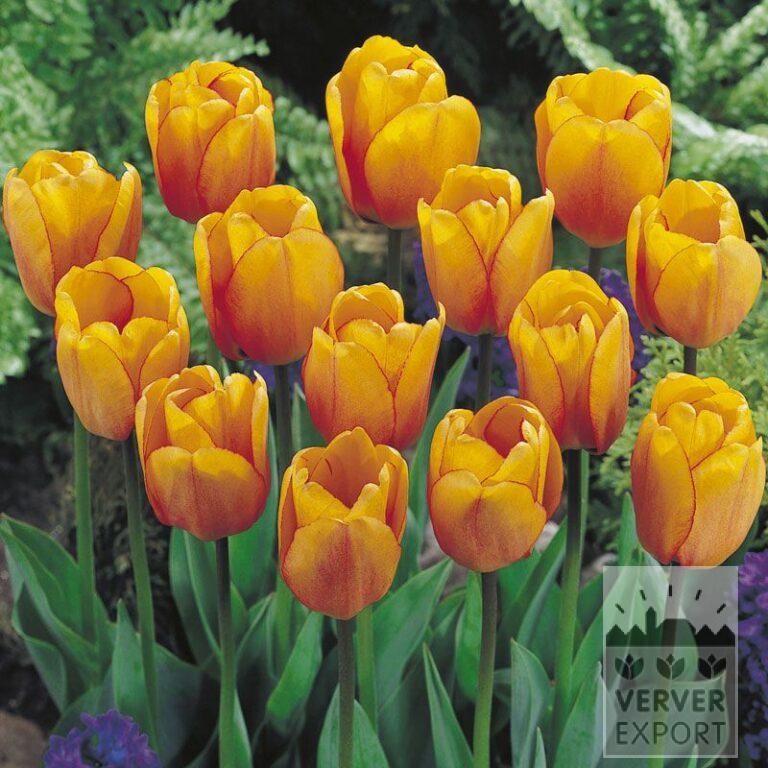 Tulips 'Blushing Apeldoorn' (12170)