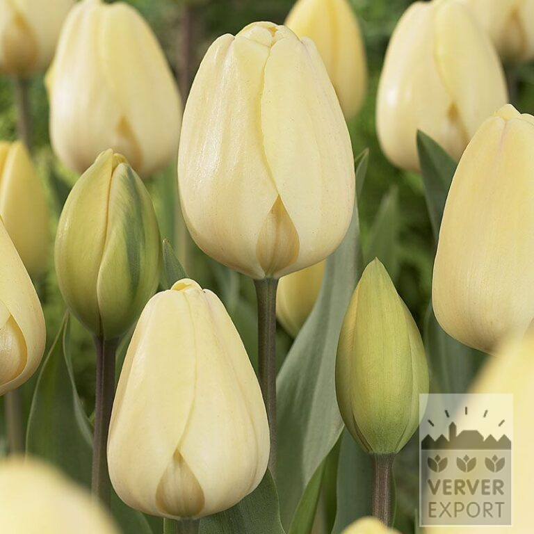 Tulips 'Ivory Floradale' (12177)