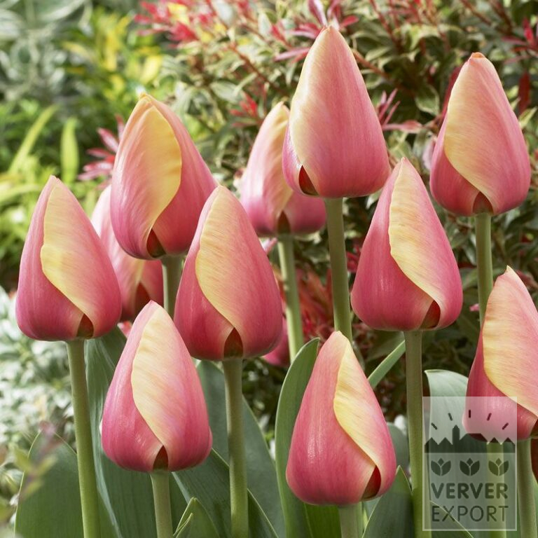 Tulips 'Marit' (12179)