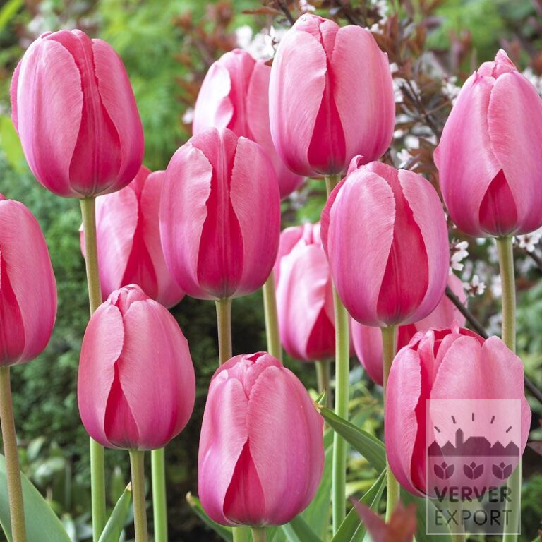 Tulips 'Pink Impression' (12181)