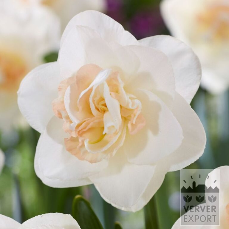 Narcissus 'Tender Beauty' (15744)
