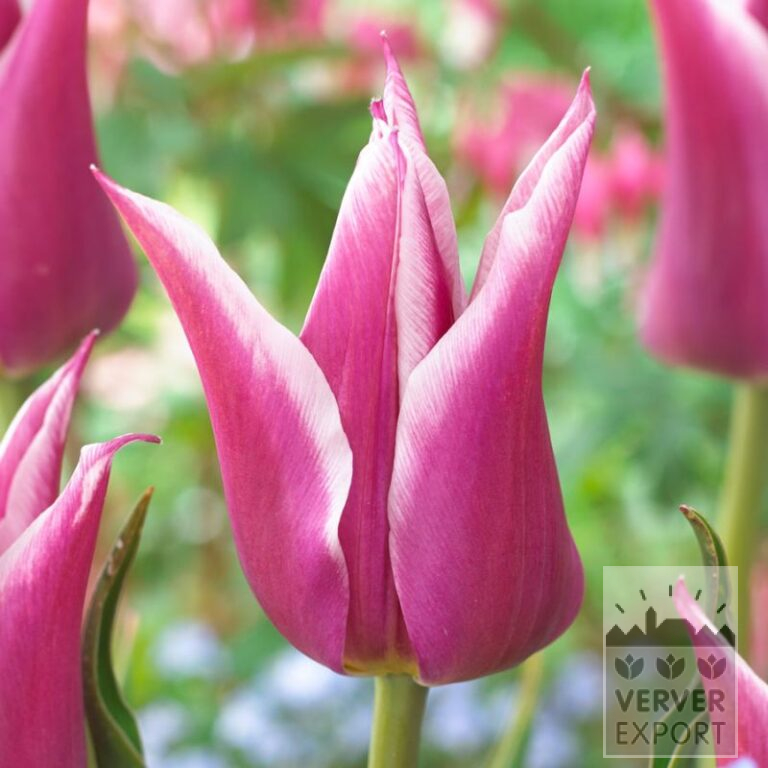 Tulips 'Ballade' (12184)