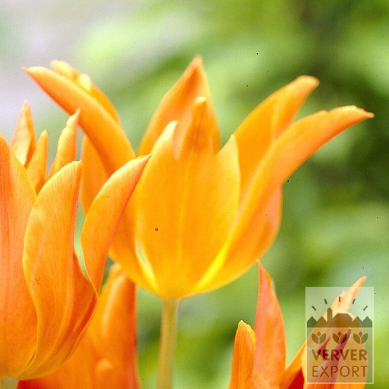 Tulips 'Ballerina' (12185)
