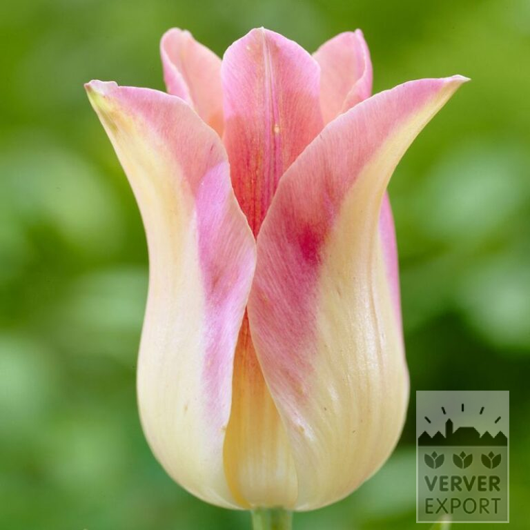 Tulips 'Elegant Lady' (12187)