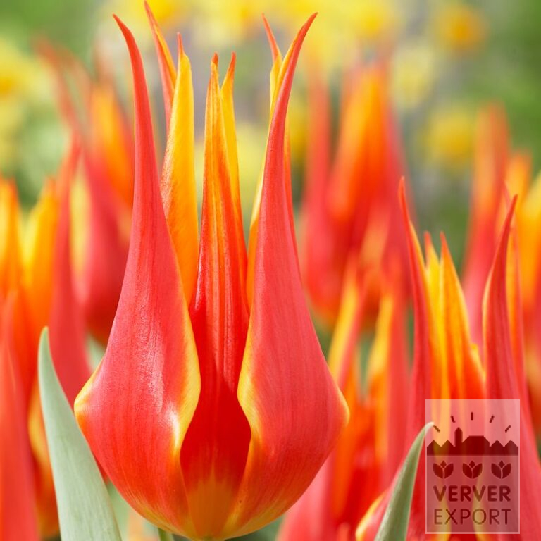 Tulips 'Fly Away' (12188)