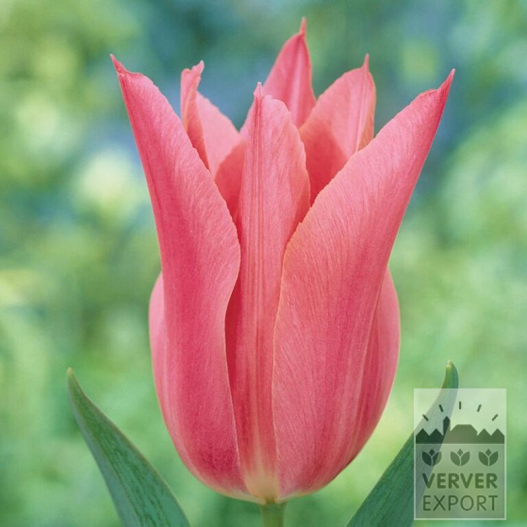 Tulips 'Mariëtte' (12193)