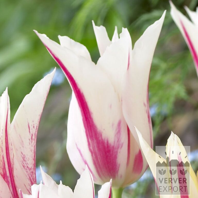 Tulips 'Marilyn' (12194)