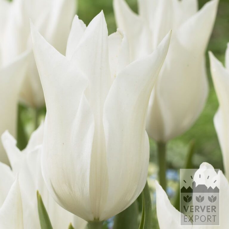 Tulips 'White Triumphator' (12202)