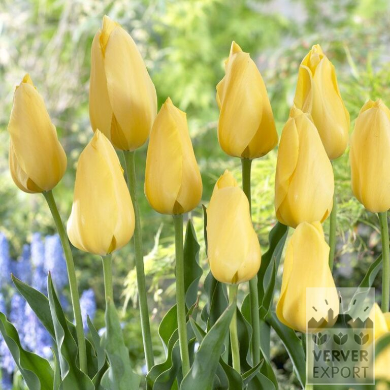 Tulips 'Big Smile' (12206)