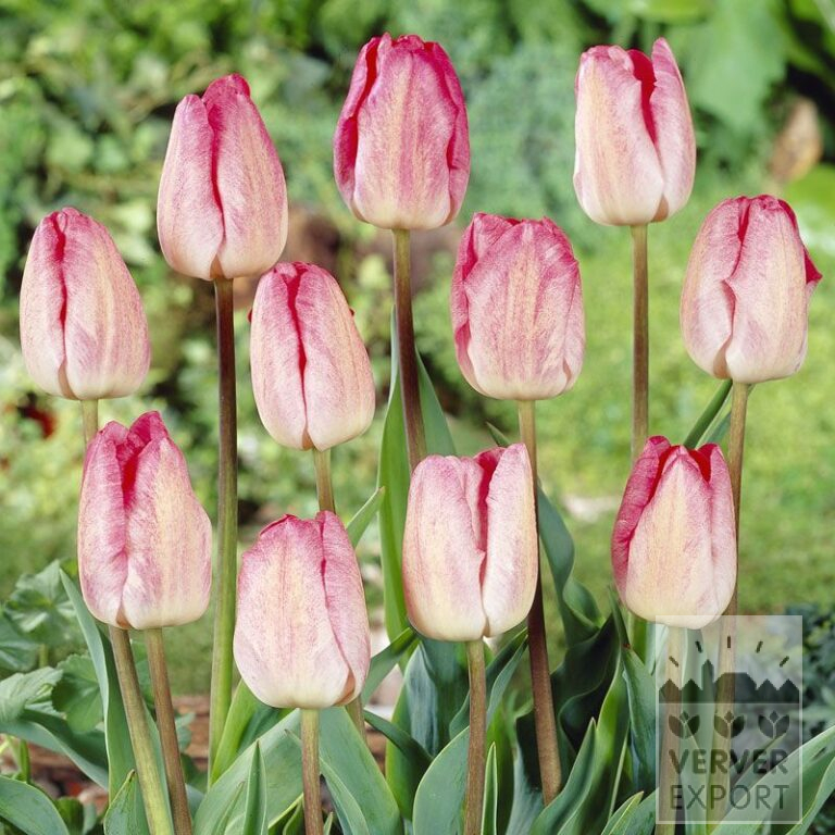 Tulips 'Gander's Rhapsody' (12210)