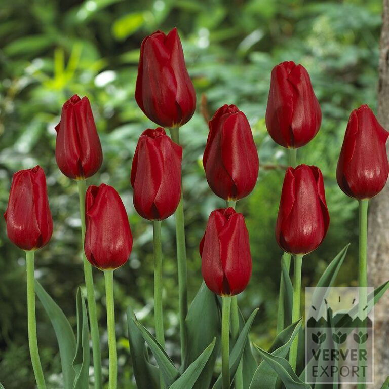 Tulips 'Kingsblood' (12212)