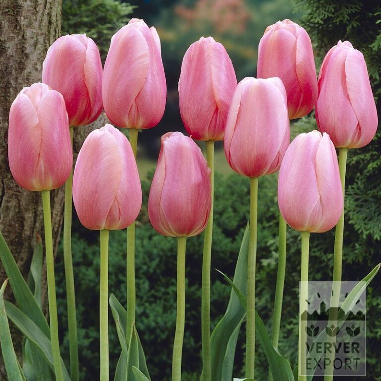 Tulips 'Menton' (12214)