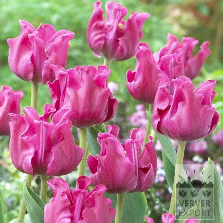 Tulips 'Picture' (12215)