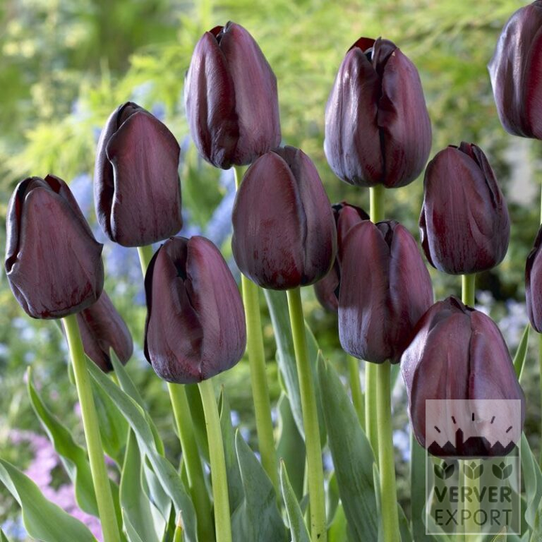 Tulips 'Queen of Night' (12217)