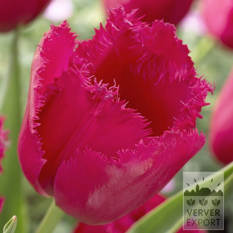 Tulips 'Burgundy Lace' (12224)