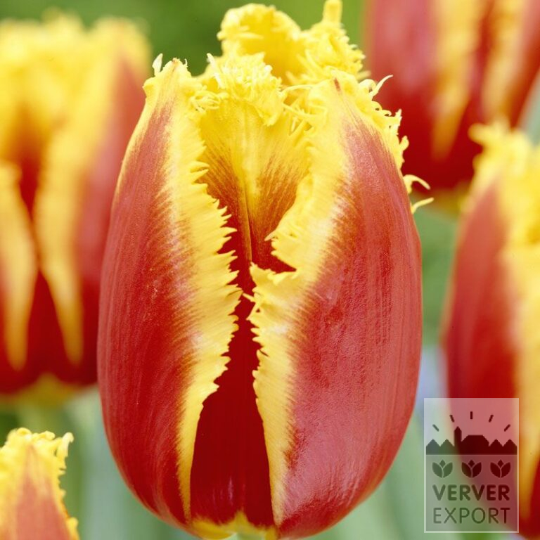 Tulips 'Davenport' (12228)