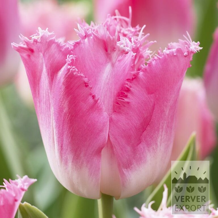Tulips 'Fancy Frills' (12229)