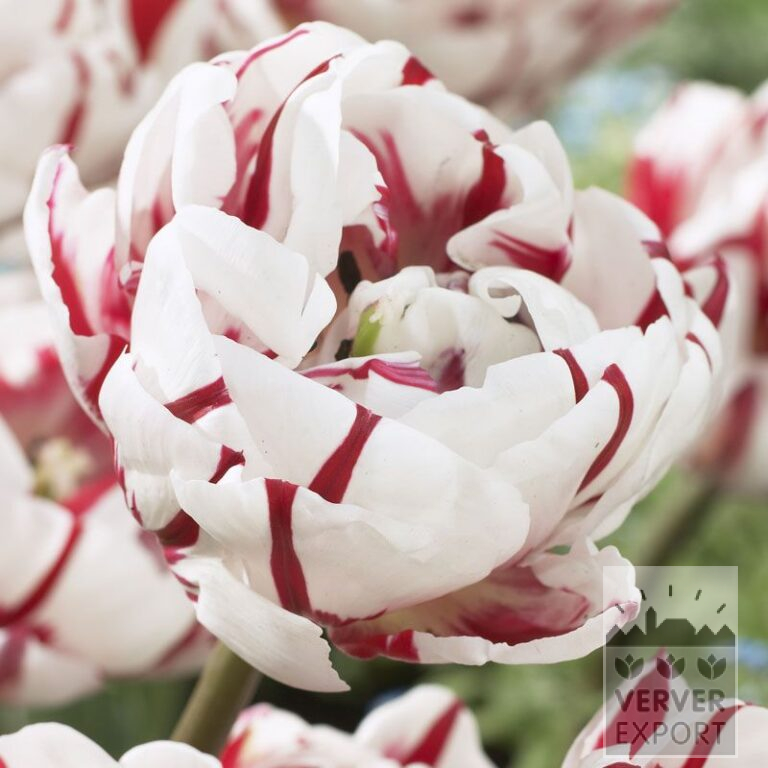 Tulips 'Carnaval de Nice' (12235)