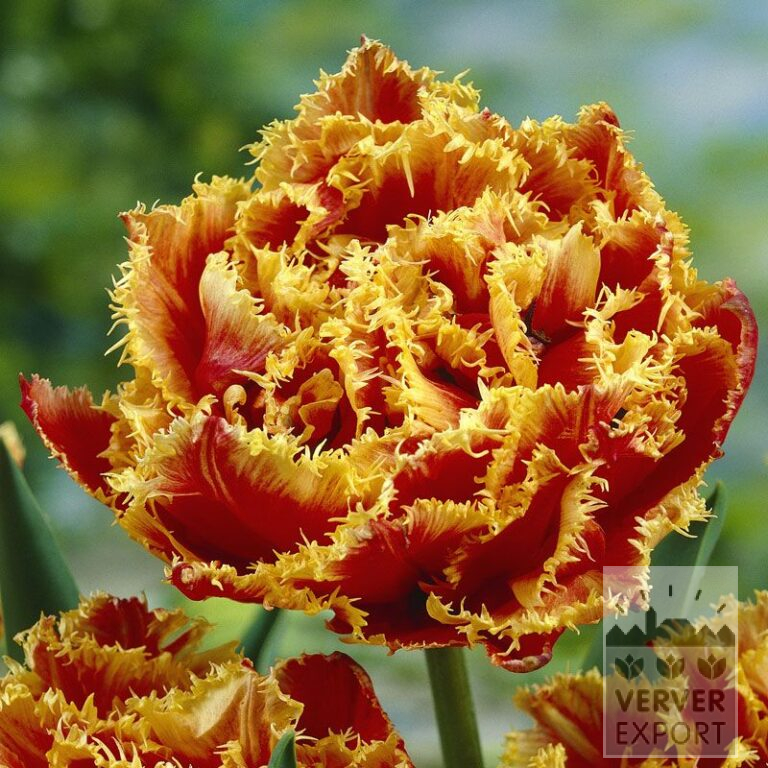 Tulips 'Gold Dust' (12240)
