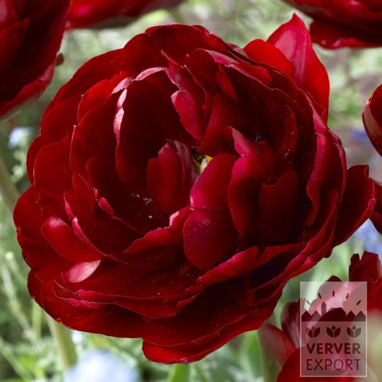 Tulips 'Uncle Tom' (12245)