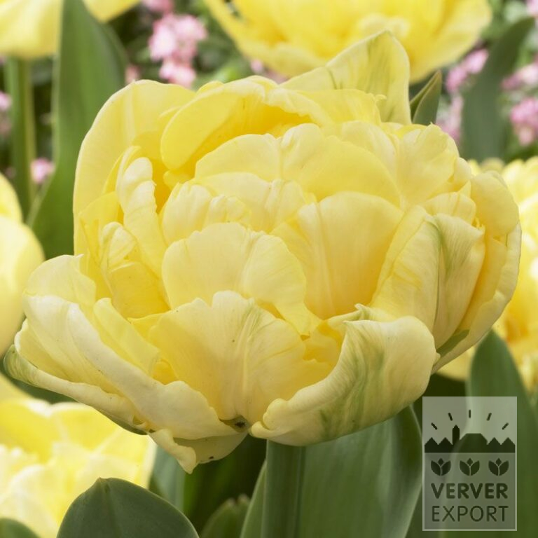 Tulips 'Yellow Mountain' (12248)