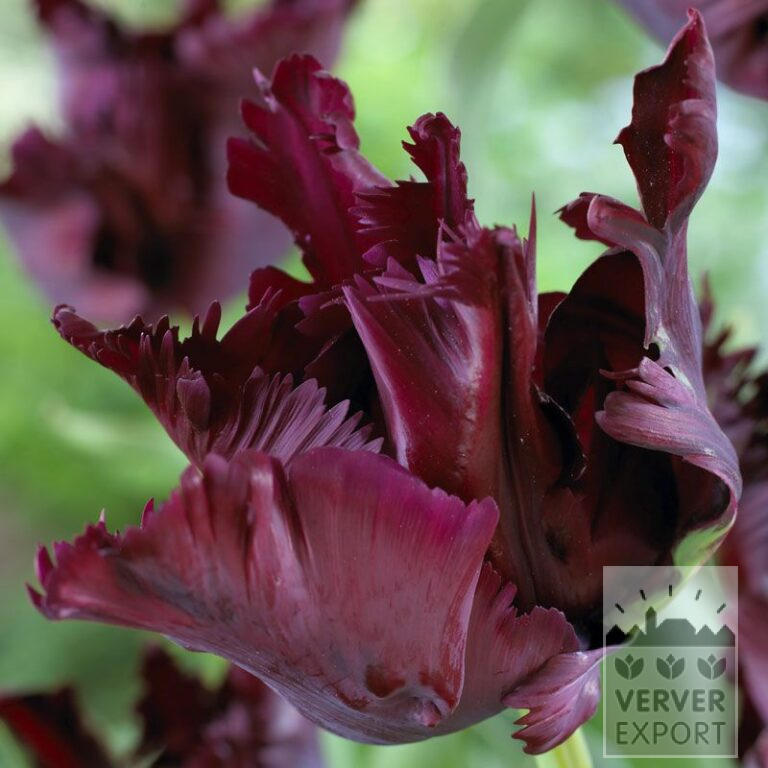 Tulips 'Black Parrot' (12251)