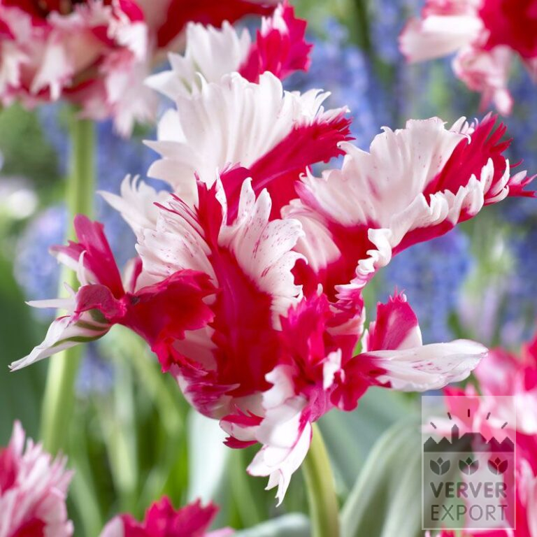 Tulips 'Estella Rijnveld' (12254)