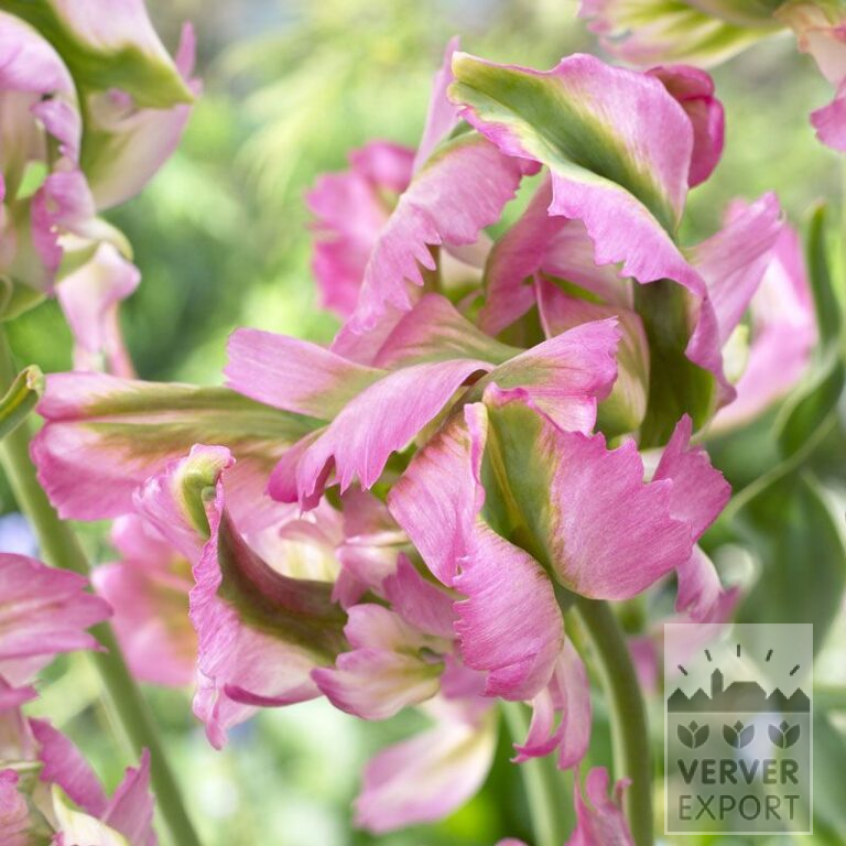 Tulips 'Green Wave' (12257)