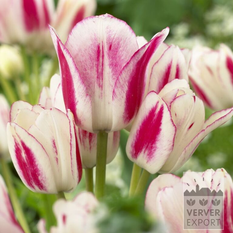 Tulips 'Candy Club' (12264)