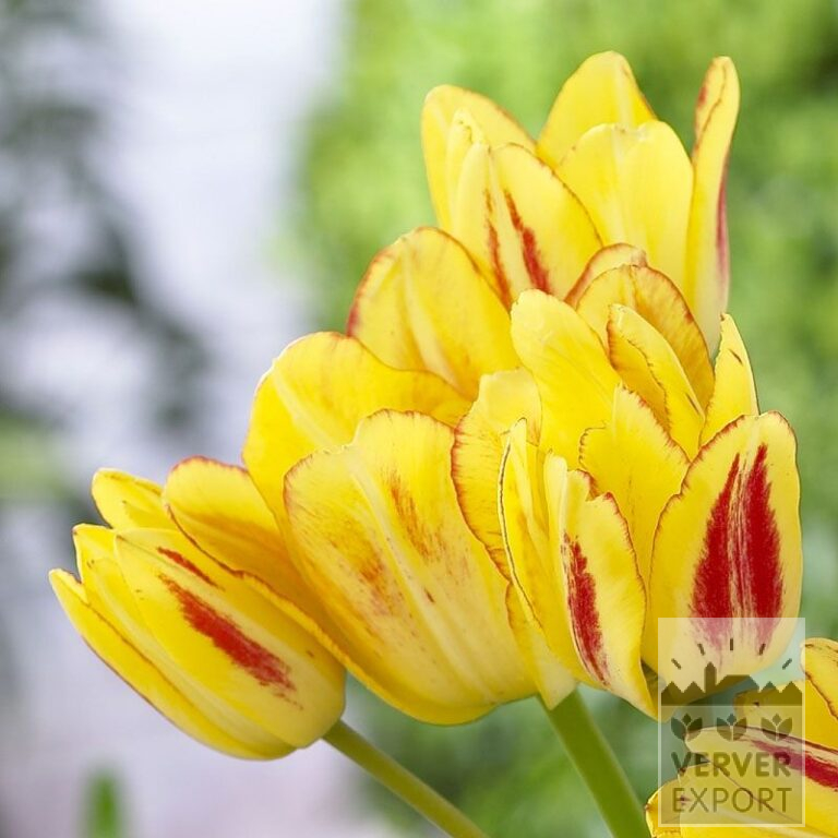 Tulips 'Sunshine Club' (12265)
