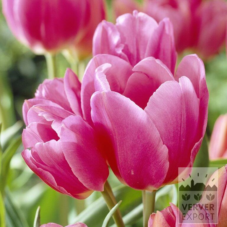 Tulips 'Happy Family' (12268)