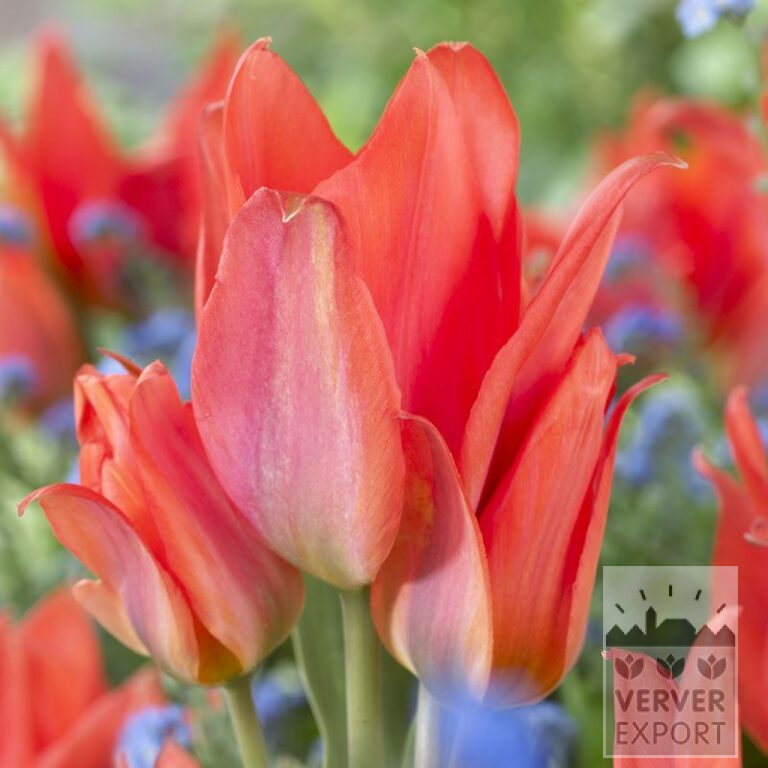 Tulips 'Orange Toronto' (12271)
