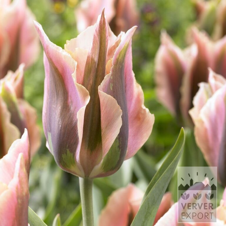 Tulips 'Artist' (12280)