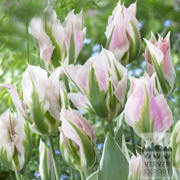 Tulips 'China Town' (12281)