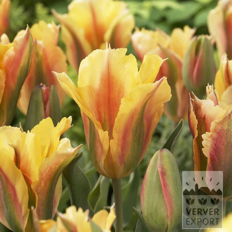 Tulips 'Golden Artist' (12285)