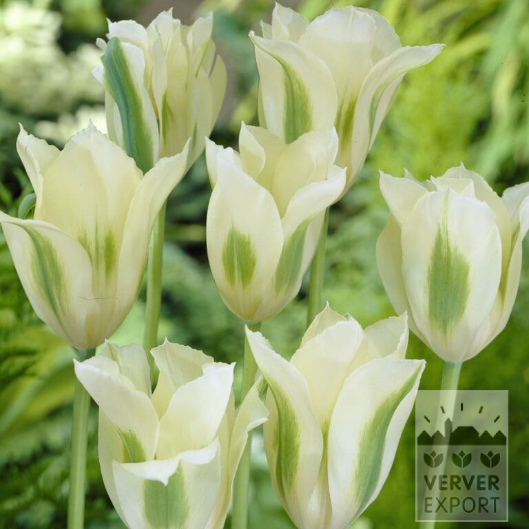Tulips 'Spring Green' (12288)