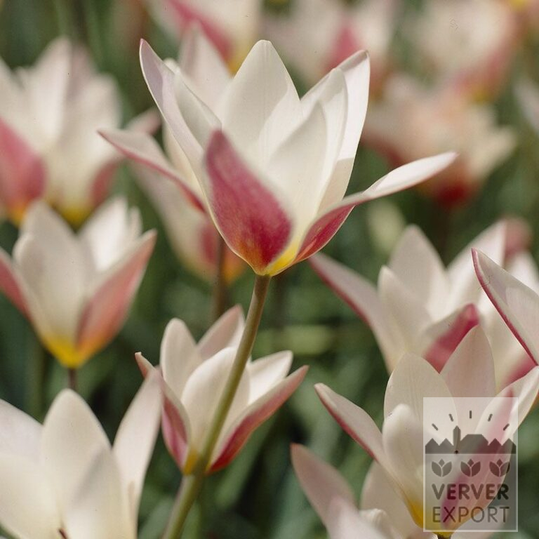 Tulips clusiana 'Lady Jane' (12301)