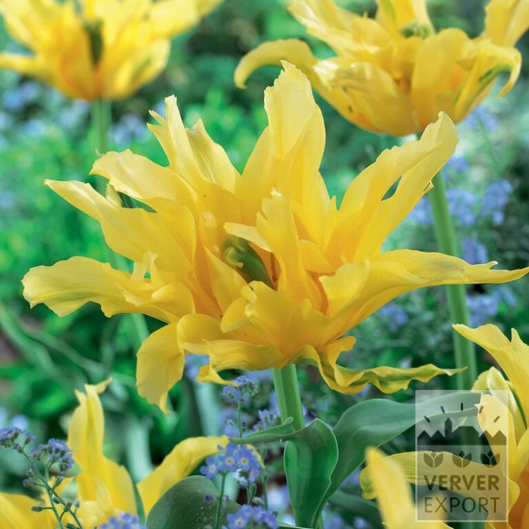 Tulips 'Yellow Spider' (12307)