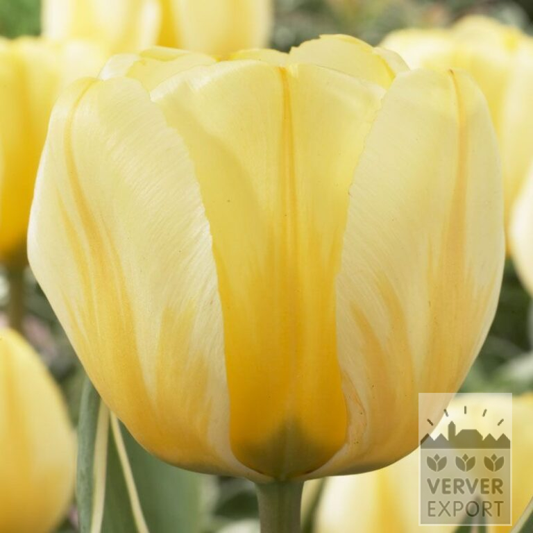 Tulips 'Jaap Groot' (12313)