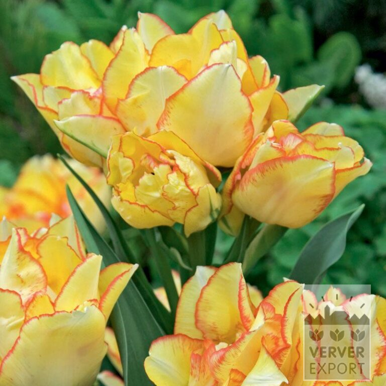 Tulips 'Aquilla' (12315)