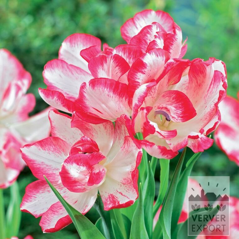 Tulips 'Cartouche' (12316)