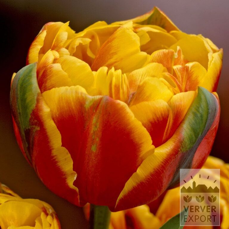 Tulips 'Givenchy' (12319)