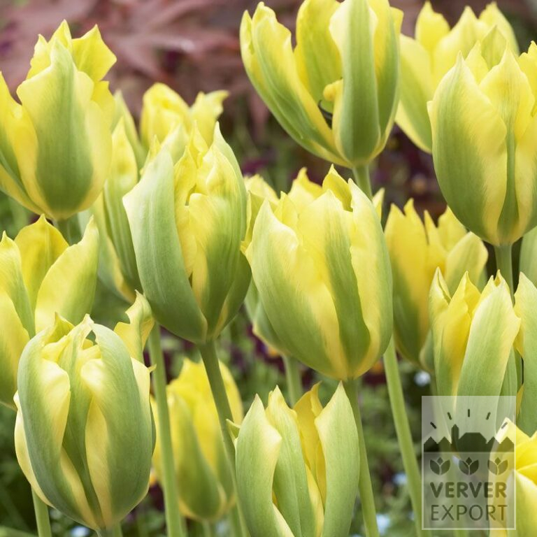 Tulips 'Formosa' (12321)